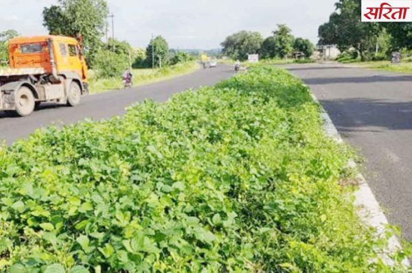 किसान की अजब युक्ति, हाईवे डिवाइडर पर खेती