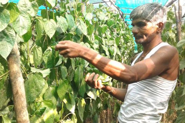घर के पिछवाड़े मुरगीपालन: एक्स्ट्रा आमदनी का जरिया