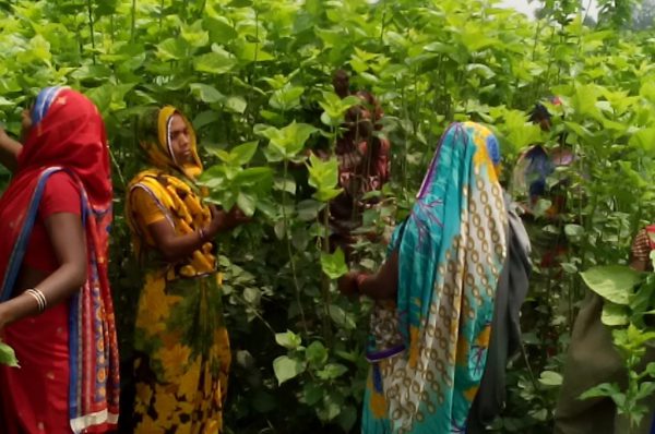 ग्रामीण महिलायों ने लिखी तरक्की की कहानी : रेशम कीट पालन