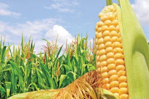 agriculture