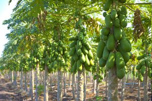 agriculture