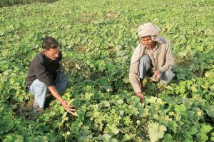 agriculture and farming