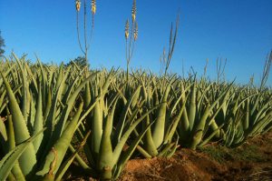 agriculture and farming gwarpatha ki kheti