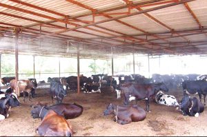 farming and agriculture pashupalan business