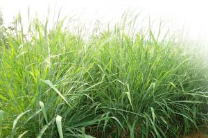 farming and agriculture chara gini ghaas