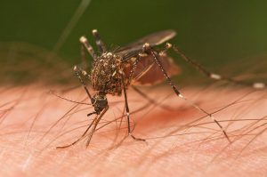 health tips in hindi infections through mosquitoes