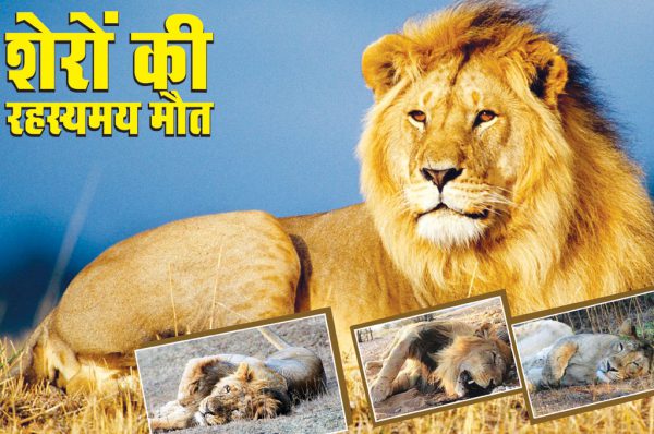 शेरों की रहस्यमय मौत : अगर इसे न रोका गया तो…