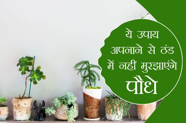 ये उपाय अपनाने से ठंड में नहीं मुरझाएंगे पौधे