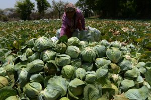 pattagobhi-ki-fasal-farming-and-agriculture tips