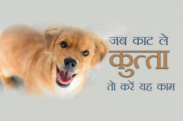 जब काट ले कुत्ता तो सबसे पहले करें ये काम