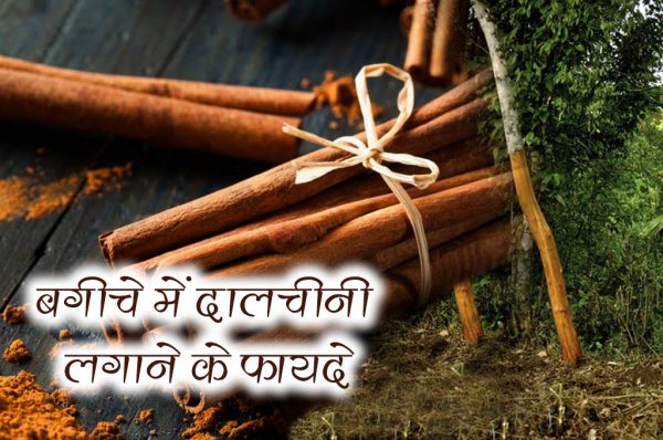 बगीचे में दालचीनी लगाने के फायदे