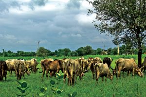 charmoi agriculture and fermentation