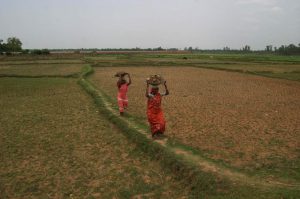 agriculture farming
