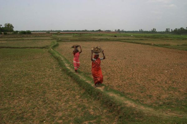 ग्रीष्मकालीन में मूंग की वैज्ञानिक खेती