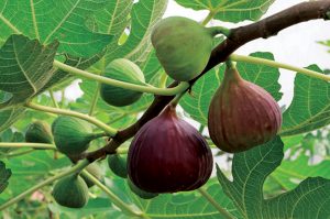 anjeer farming and agriculture