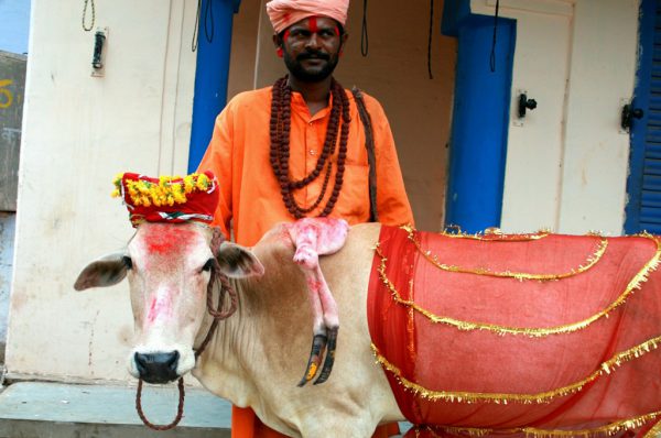 ‘होली काऊ स्टेट’ में ही फंस गई भाजपा