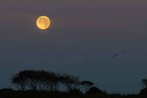 मंजिलों से दिल लगाया नहीं कभी और रास्तों से नहीं की बेवफाई…