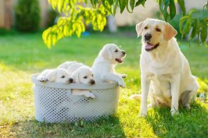 parent-dog-puppies
