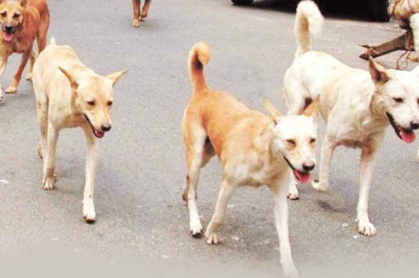 कुत्तों के बहाने जी-20 की भड़ास