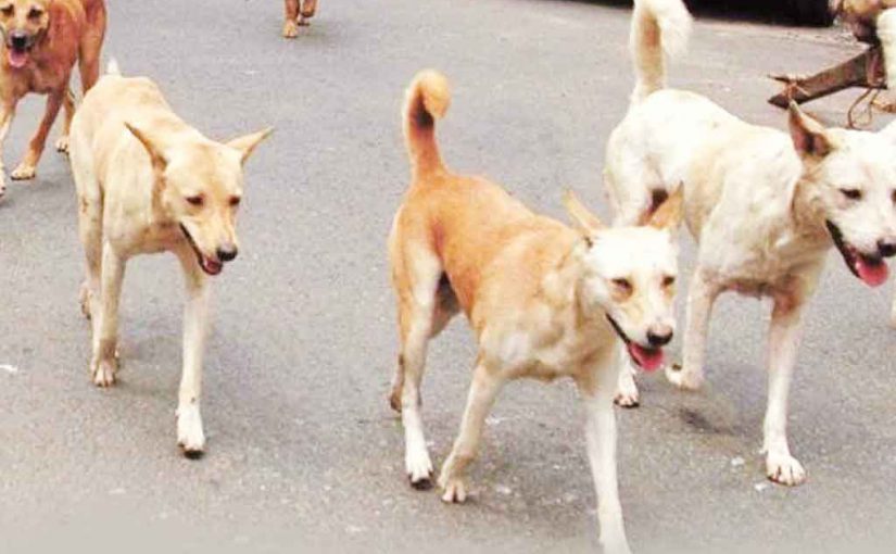 कुत्तों के बहाने जी-20 की भड़ास