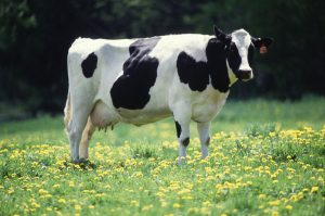 Cow-female-black-white