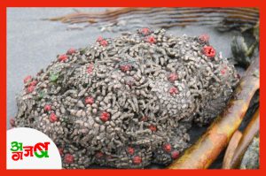 Pyura_chilensis