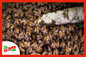 bee-ajab-gajab