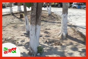 क्या आप जानते हैं, पेड़ों में क्यों लगाया जाता है सफेद रंग ?