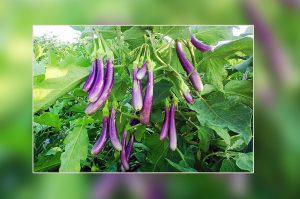 बैगन की नई किस्मों की ऐसे करें खेती