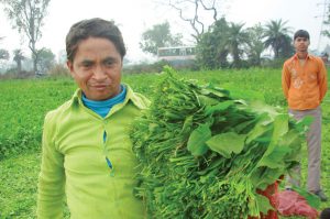 पालक खेती से लें भरपूर फायदा