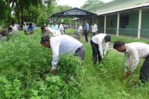 जब खेतों में हो गाजर घास, कैसे पाएं निजात