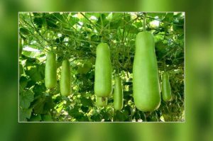 कैसे करें लौकी की खेती और उचित देखभाल ?