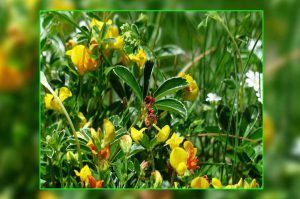 methi