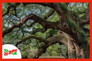 old-tree