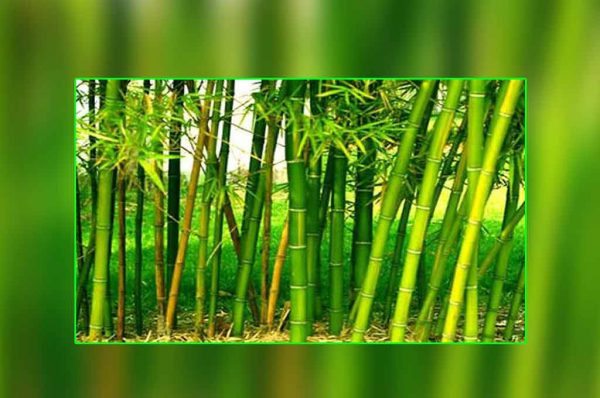 बांस कई लाइलाज बीमारियों की दवा