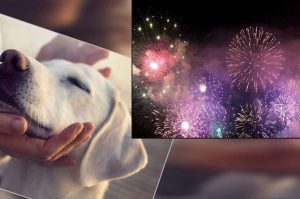 फेस्टिवल स्पेशल 2019: इस दिवाली पर अपने पेट्स का भी रखें ध्यान
