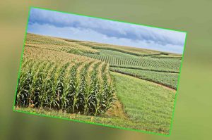 farming