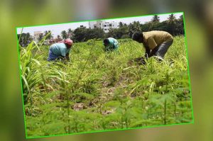 farming
