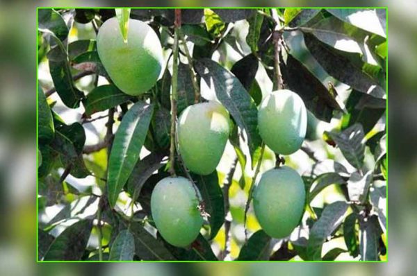 फल तुड़ाई के बाद ऐसे करें आम के बागों का प्रबंधन