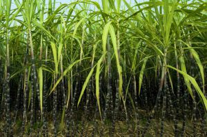 sugarcane