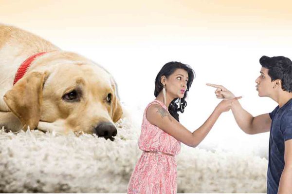 पतिपत्नी के  झगड़े  में पालतू कहां जाए