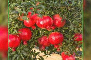 anar-ki-kheti