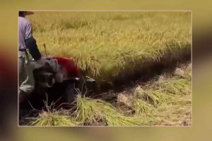 farming
