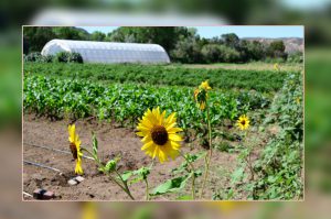 farming
