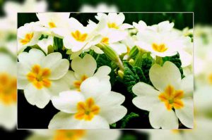 jasmine