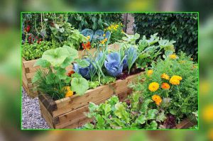 kitchen-garden