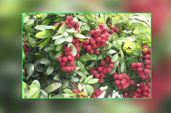 लीची की सफल बागबानी