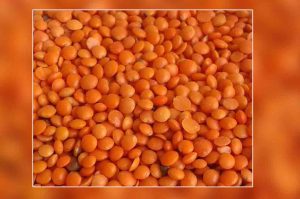जानिए, मसूर की खेती कैसे करें