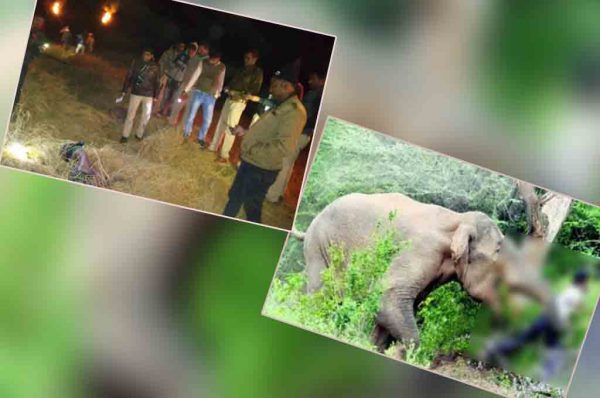 हाथी और मानव द्वंद जारी आहे