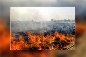 स्वीडन की इस तकनीक से भारत को होगा फायदा, पराली से प्रदूषण नहीं बनेंगी ऊर्जा पैलेट्स